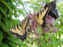 Butterfly Garden 1