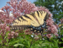 Butterfly Garden 2