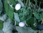 Mourning Dove Eggs in Nest